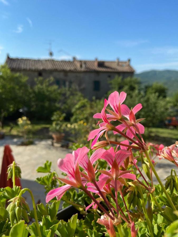 Agriturismo La Via Dell'Oliviera Ciciano 외부 사진